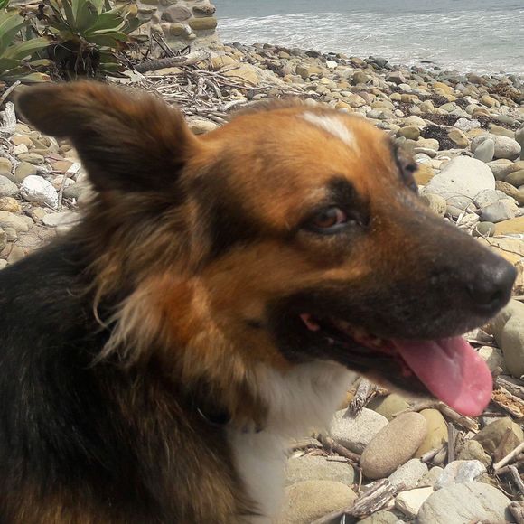 Meet your Posher, Steven - Picture 1 of 1